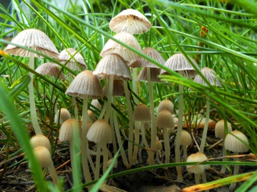 mushroom_forest_by_pkgam-d3jweoj